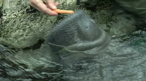 Manatee being fed in aquarium Stock Footage 38130212