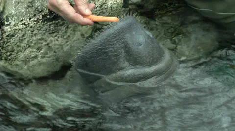 Manatee being fed in aquarium Stock Footage 67568990
