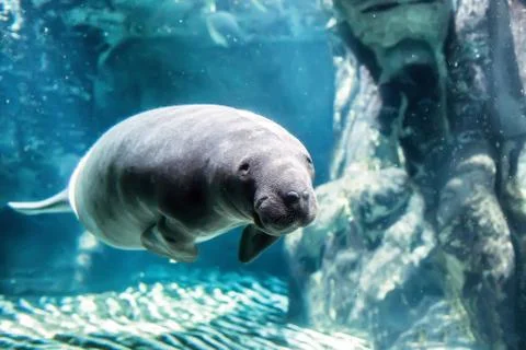 The manatee into the blu Stock Photos