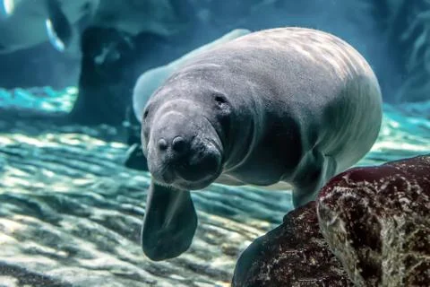 The manatee into the blu Foto stock