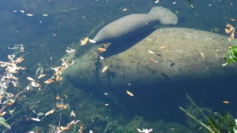 Manatee Clip 005 Stock Footage 153143653