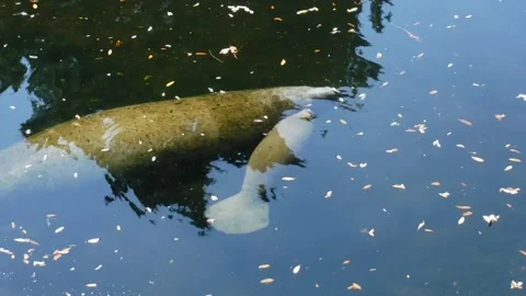 Manatee Clip 006 Stock Footage 153143741