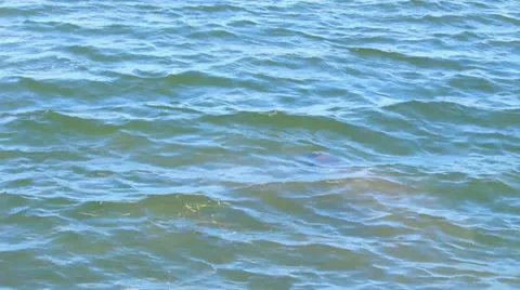 Manatee coming up for air Stock Footage 32933859