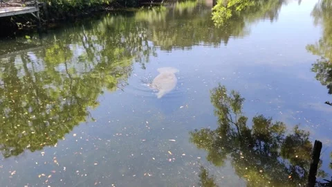 Manatee Cow and Calf Stock Footage 151632046