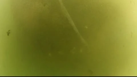 Manatee in crystal river Stock Footage