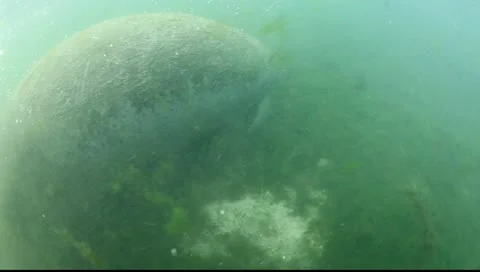 Manatee in crystal river 動画素材 10838889