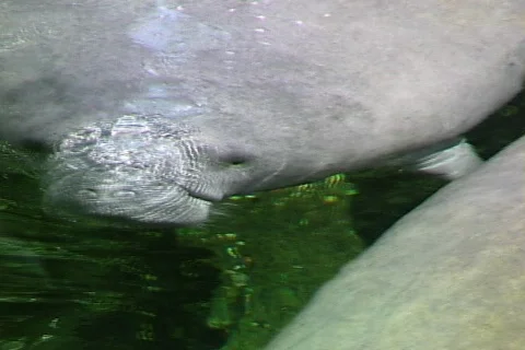 Manatee-cu Video stock 818766
