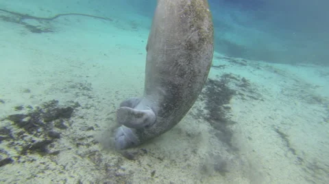 A manatee does a nose stand, exhales, and rolls on a sandy bottom Stock Footage 62955632