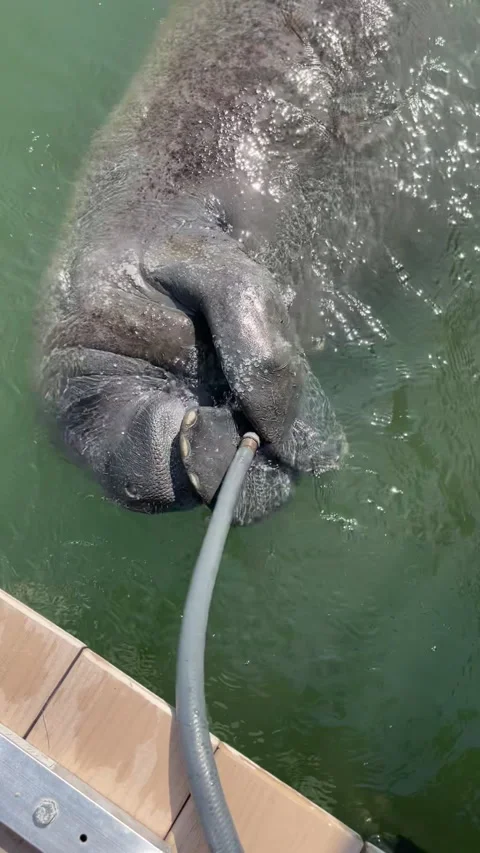 Manatee drinking from garden hose Vertical Stock Footage 303716337