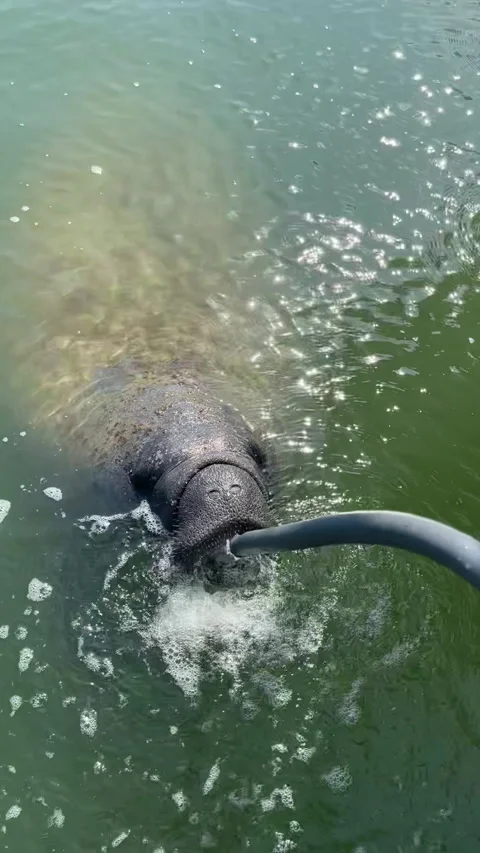 Manatee drinking from garden hose Vertical Stock Footage 303716387