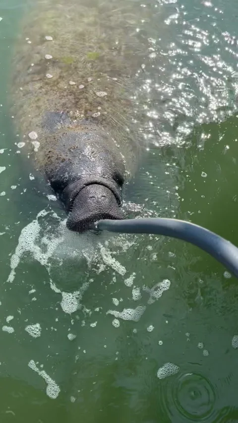 Manatee drinking from garden hose Vertical Stock Footage 303716417