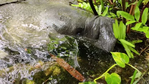 Manatee Eating Ferns, Without Slow Motion Replays Stock Footage