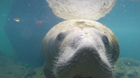 Manatee eats lens underwater Stock Footage 97899571
