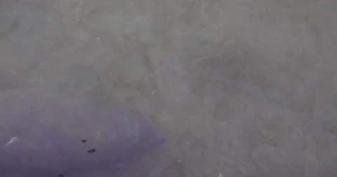 Manatee Exploring the clear waters of a nearby lake at sunset Stock Footage 281706056
