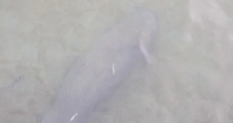 Manatee Exploring the clear waters of a nearby lake at sunset Stock Footage 281706176