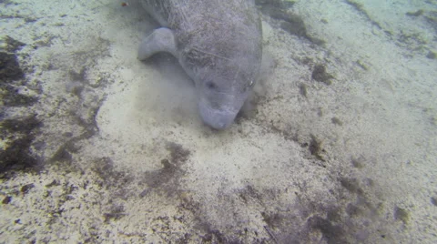 Manatee feeding on bottom of a spring and clapping flippers Stock Footage 62786670