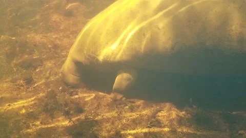 Manatee Feeding, Walking Along Bottom Stock Footage 151091958