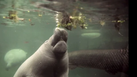Manatee fetching water hyacinth in surface Stock Footage 128600945