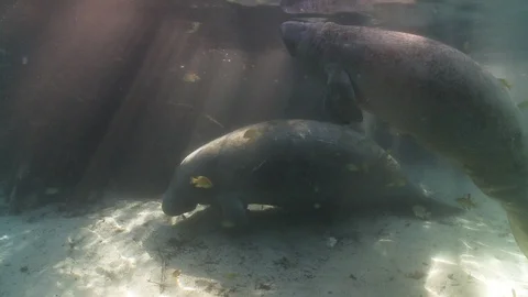 Manatee fish resting on the ocean bottom Stock Footage 109330343