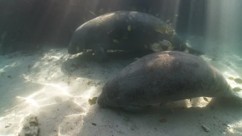 Manatee fish resting on the seabed Stock Footage 109330403