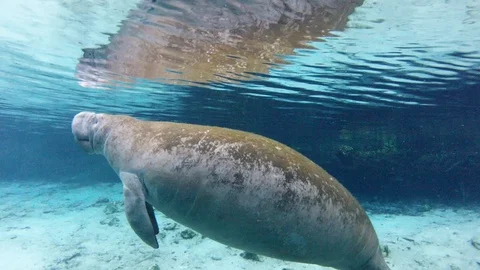 Manatee floating at water surface in sea - Everglades, Florida Stock Footage 115368103