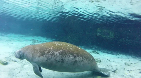 A manatee floats above a spring bottom Stock Footage 62816906