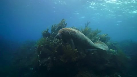 Manatee fly by Stock Footage 146206702