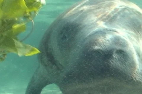 Manatee Stock Footage 344499