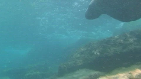 Manatee Stock Footage 492772