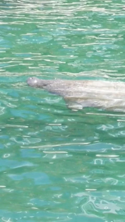 Manatee Stock Footage 167804964