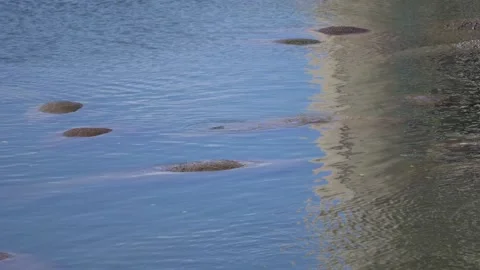 Manatee Stock Footage 170499760