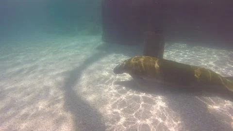 Manatee Stock Footage 311779522