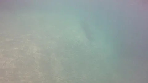 Manatee 動画素材 311779564