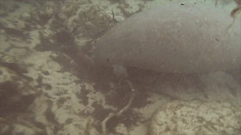 Manatee Foraging Stock Footage 31052479