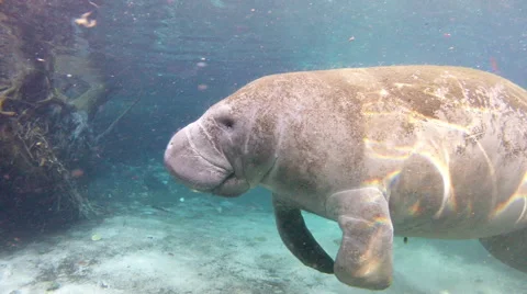 A manatee gently rises while small fish feed on his moss Stock Footage 62814905