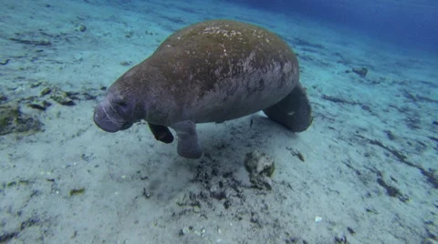 Manatee goes 3/4 erect to take a breath Stock Footage 62817669