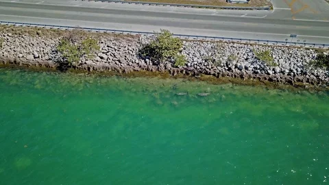 Manatee highway Stock Footage 96294367