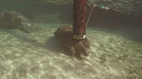 Manatee Itch Stock Footage 31060657