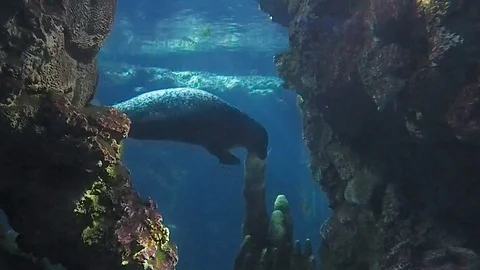 Manatee making changes in a tank of the Aquarium of Genoa in 4k Stock Footage 100271083