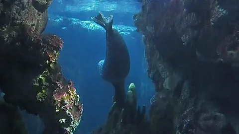 Manatee making changes in a tank of the Aquarium of Genoa in 4k Stock Footage 100271096