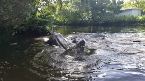 Manatee Mating Herd Stock Footage 151091973