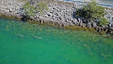 Manatee mucking about Video stock 96294400