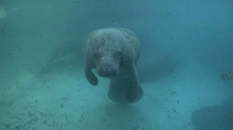 Manatee Murky Breath 스톡 동영상 830994