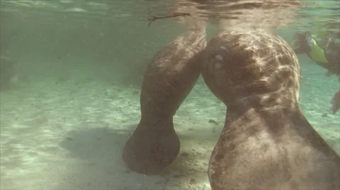 Manatee Nursing 1 Stock Footage 31061251