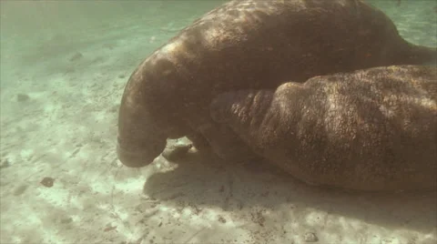 Manatee Nursing 2 Stock Footage 31061869