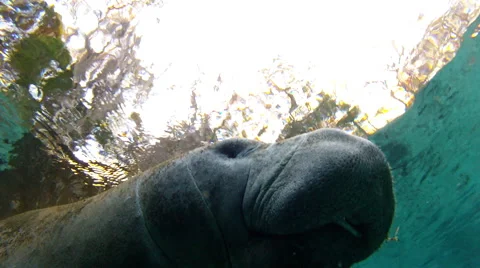 Manatee at peace, vocalizing Stock Footage 62816000