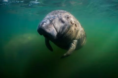 Manatee Stock Photos
