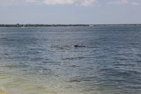 Manatee Stock Photos