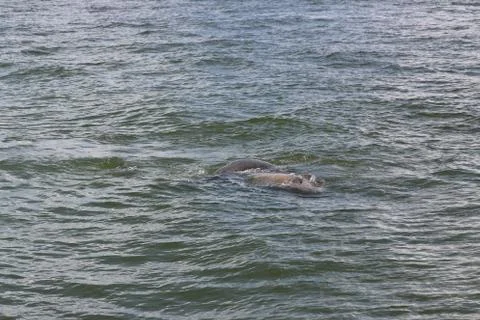 Manatee Stock Photos