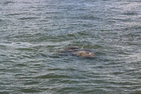 Manatee Stock Photos